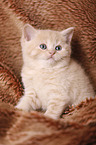 British Shorthair Kitten