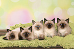 5 British Shorthair Kitten