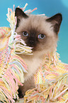 sitting British Shorthair Kitten