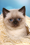 British Shorthair Kitten Portrait