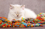 sleeping British Shorthair Kitten