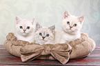 3 British Shorthair Kitten