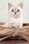 British Shorthair Kitten