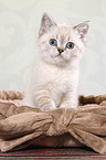 sitting British Shorthair Kitten