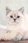 lying British Shorthair Kitten