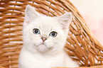 British Shorthair Kitten Portrait