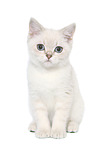 sitting British Shorthair Kitten