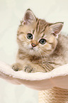 lying British Shorthair Kitten