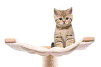 sitting British Shorthair Kitten