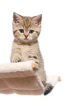 sitting British Shorthair Kitten