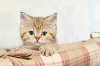 British Shorthair Kitten