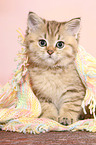 sitting British Shorthair Kitten