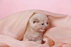 British Shorthair Kitten