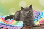 British Shorthair Kitten