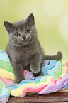 sitting British Shorthair Kitten