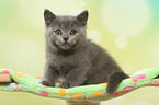 sitting British Shorthair Kitten