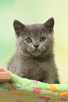 sitting British Shorthair Kitten