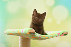 sitting British Shorthair Kitten