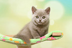 lying British Shorthair Kitten