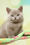 sitting British Shorthair Kitten