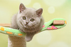 lying British Shorthair Kitten