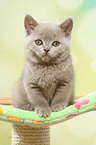 sitting British Shorthair Kitten