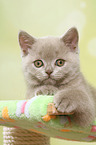 lying British Shorthair Kitten