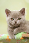 lying British Shorthair Kitten