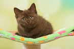 lying British Shorthair Kitten