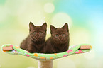 2 British Shorthair Kitten