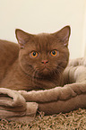 British Shorthair tomcat portrait