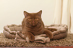 lying British Shorthair tomcat