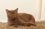 lying British Shorthair tomcat