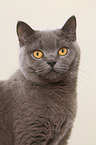 British Shorthair Portrait