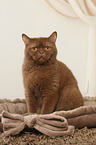 sitting British Shorthair