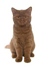 sitting British Shorthair tomcat