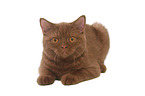 lying British Shorthair tomcat