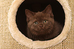 British Shorthair Kitten