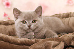 lying British Shorthair Kitten