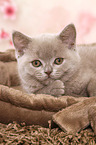 lying British Shorthair Kitten