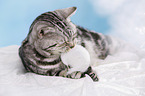 lying British Shorthair