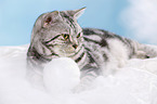 lying British Shorthair