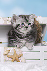 British Shorthair Kitten