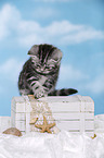 British Shorthair Kitten