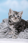 British Shorthair Kitten