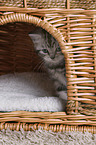 British Shorthair Kitten