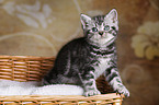 British Shorthair Kitten