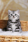 British Shorthair Kitten