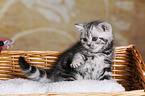 British Shorthair Kitten