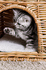 British Shorthair Kitten